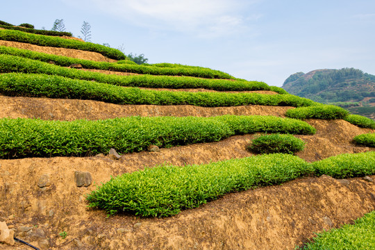 茶树春茶