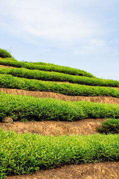 茶树春茶