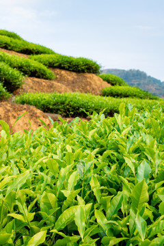 茶树春茶