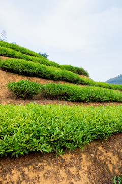 茶树春茶