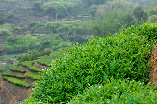 茶树春茶