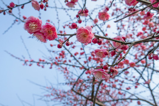 梅花