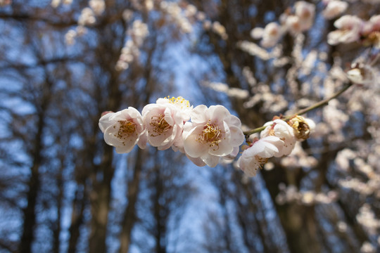 梅花