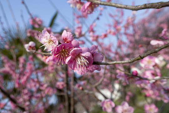 梅花