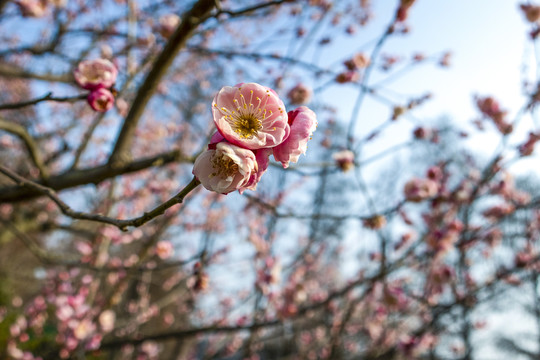 梅花