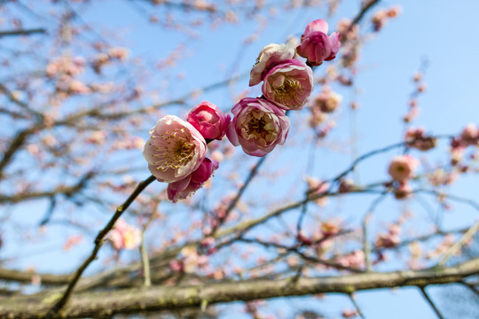 梅花