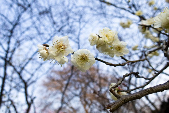 梅花