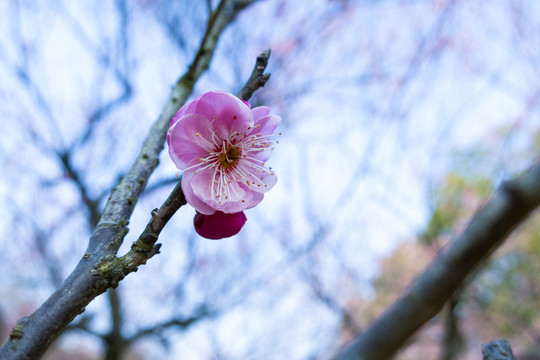 梅花