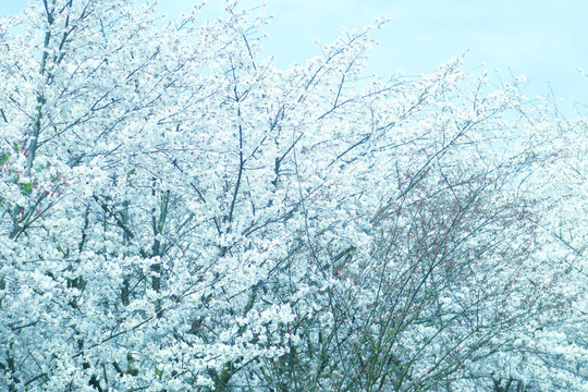 樱花