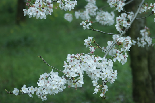 樱花