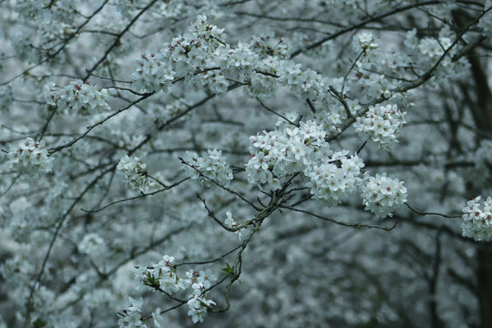 樱花