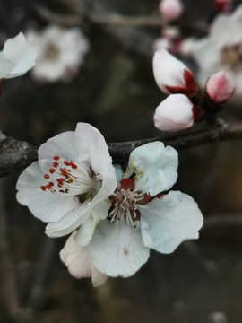 春暖花开