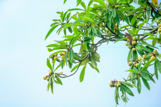 绿色植物树叶特写背景素材