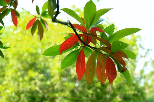 绿色植物树叶特写背景素材