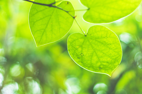 绿色植物树叶特写背景素材