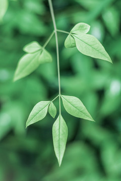 绿色植物树叶特写背景素材