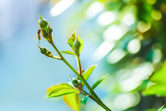 绿色植物树叶特写背景素材