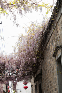 春天紫藤萝花海古建筑老门东