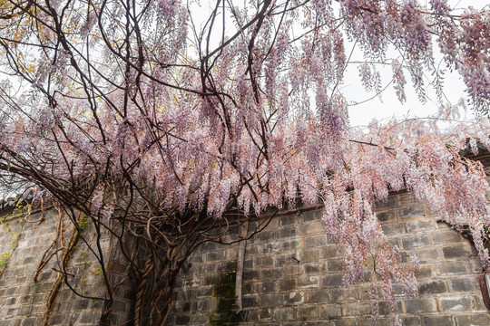 春天紫藤萝花海古建筑老门东