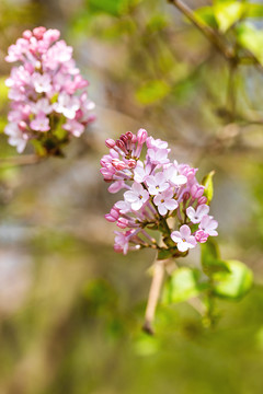 丁香花