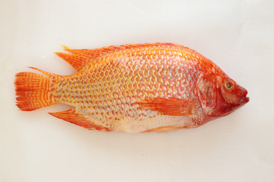 紅羅非魚
