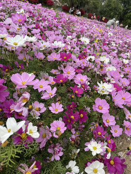 波斯菊花海