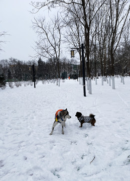 雪中的小狗