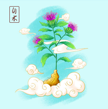 中草藥白術(shù)插畫手繪