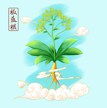 中草藥板藍(lán)根插畫手繪