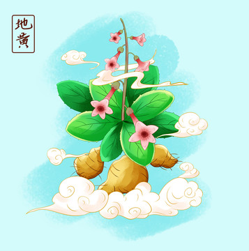 手繪中草藥地黃插畫