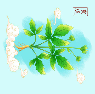 中草药黄连手绘插画