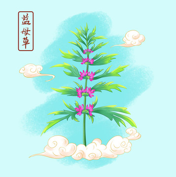 中草药益母草手绘插画