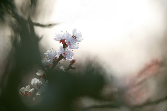 漂亮杏花自然风景生态摄影