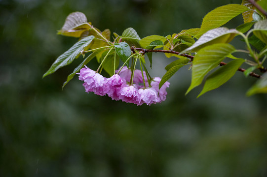 樱花