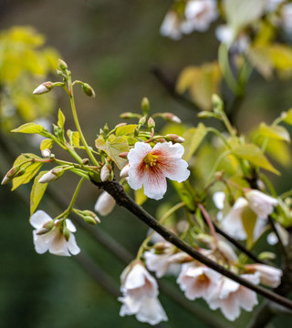 桐子花