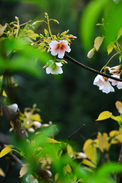 桐子花