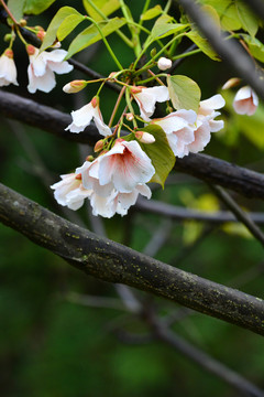 桐子花