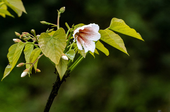 桐子花