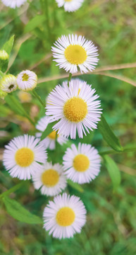 小雏菊