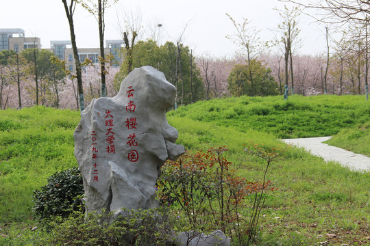 中国药科大学云南樱花园