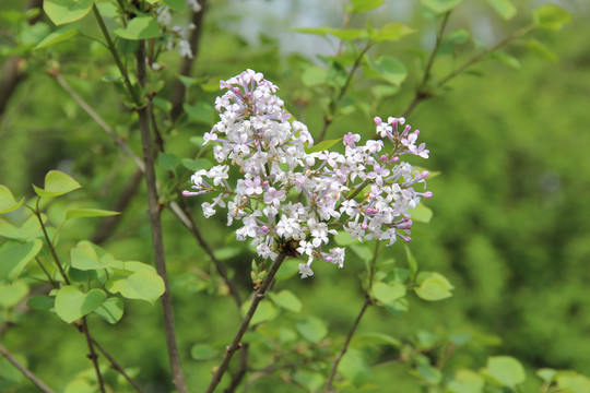 中国药科大学药用植物园丁香花