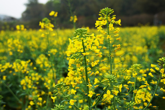 油菜花