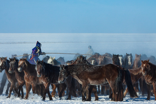 冬季草原蒙古族套马