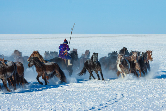 冬季雪原套马奔跑马群