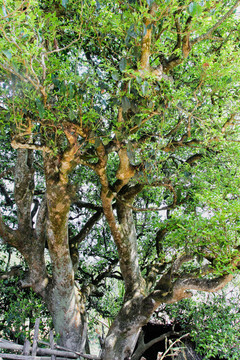 云南茶树
