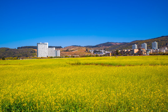 春天田野