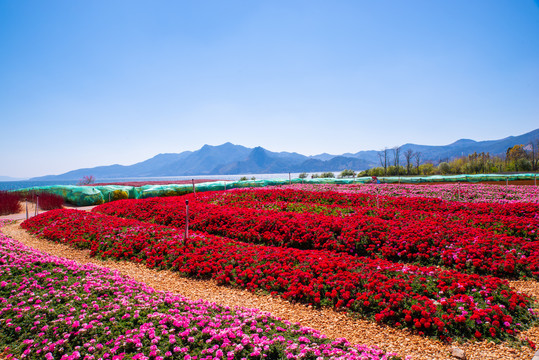 湖畔花田