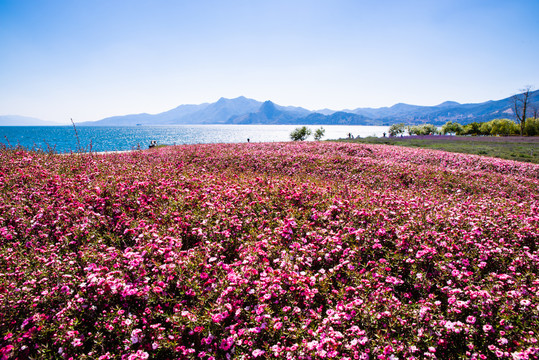 松红梅花海