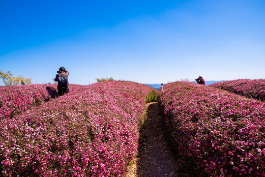 花卉田园