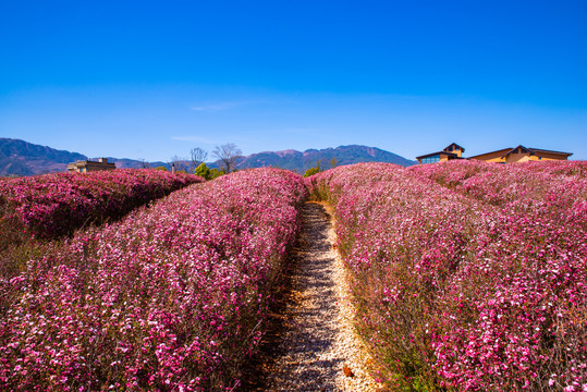 松红梅花海